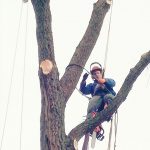 imBAUM_01